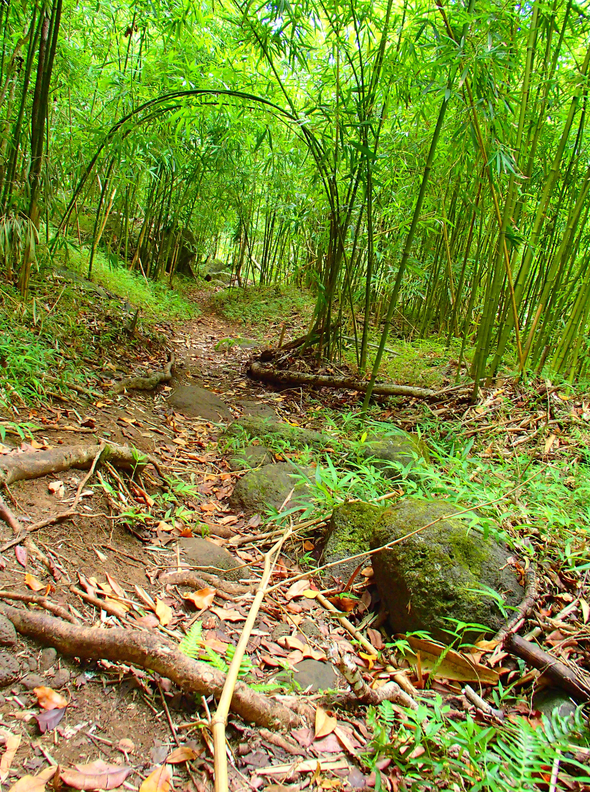 Image description
